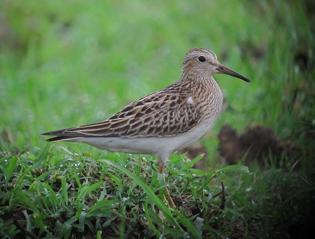 Gestreepte strandloper (Calidris melanotos)