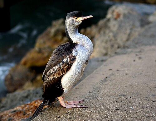 Gevlekte aalscholver (Phalacrocorax punctatus)