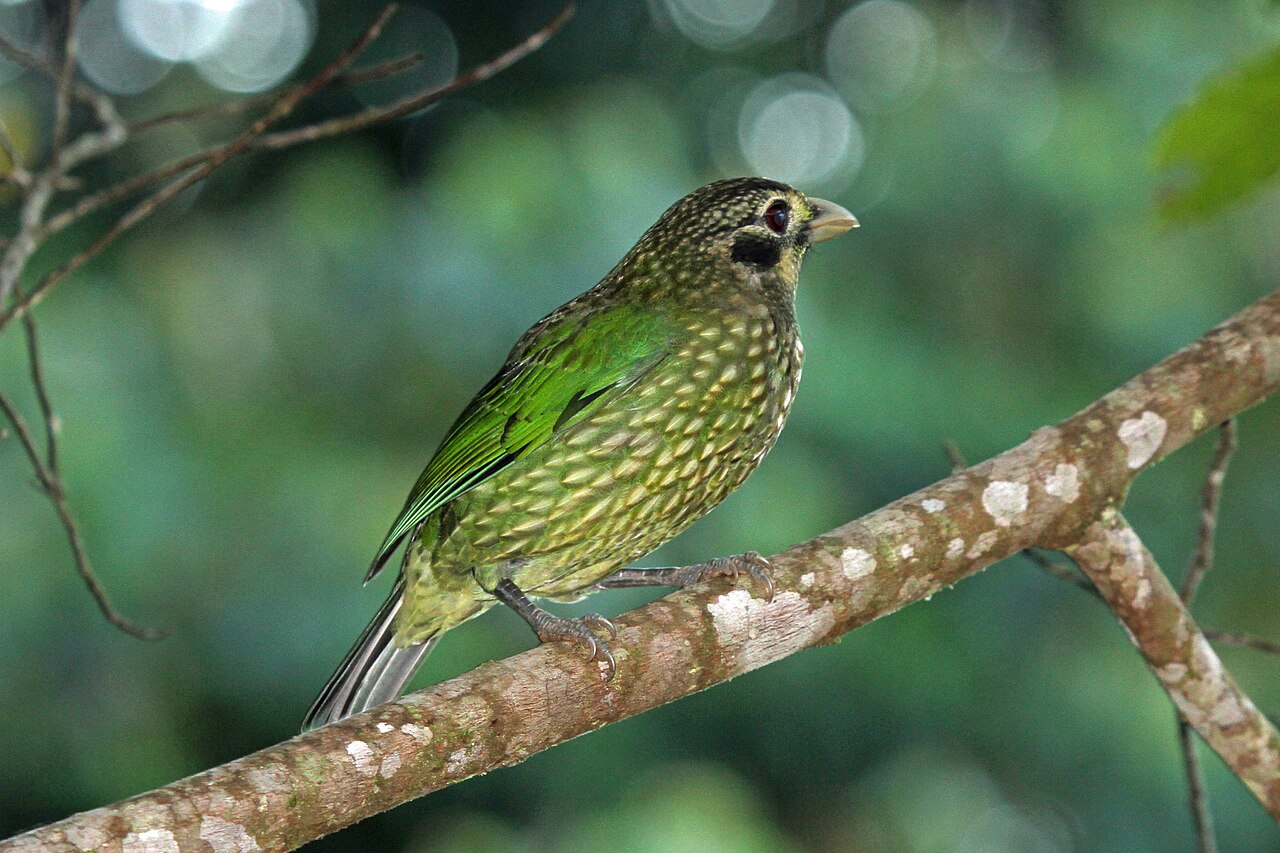 Gevlekte katvogel (Ailuroedus maculosus)