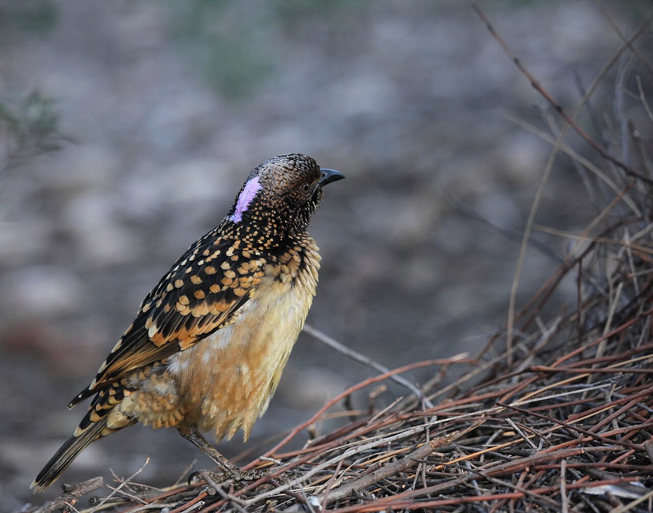 Gevlekte prieelvogel (Chlamydera guttata)