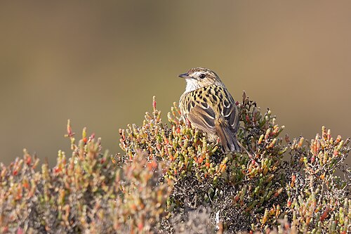 Gevlekte struiksluiper (Calamanthus fuliginosus)
