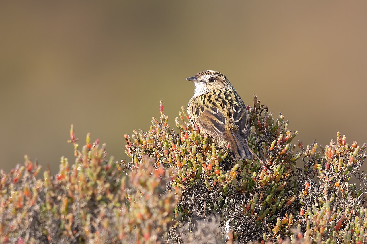 Gevlekte struiksluiper (Calamanthus fuliginosus)