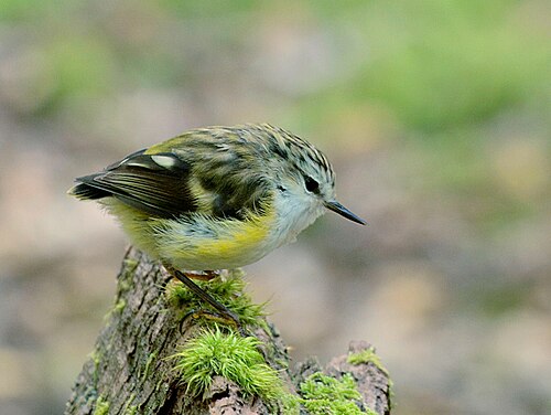 Geweervogel (Acanthisitta chloris)