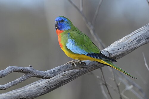 Glansparkiet (Neophema splendida)