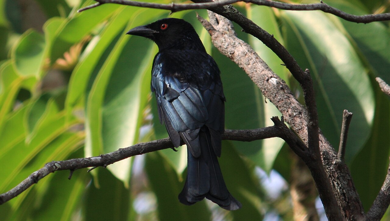 Glansvlekdrongo (Dicrurus bracteatus)
