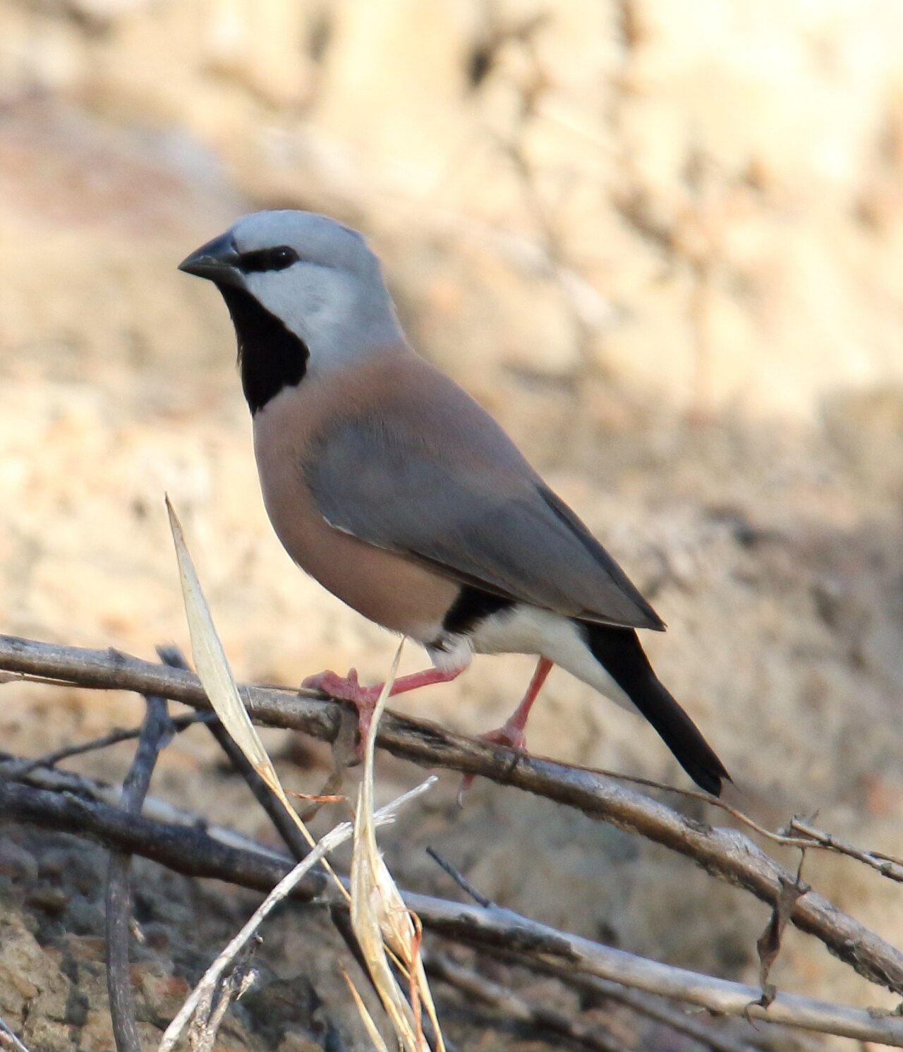 Black-throated Finch (Poephila cincta)