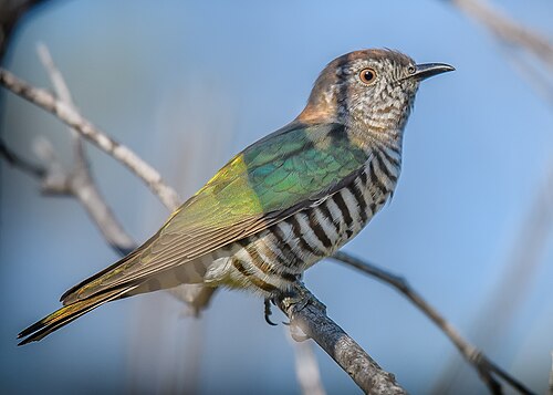 Gouden bronskoekoek (Chalcites lucidus)