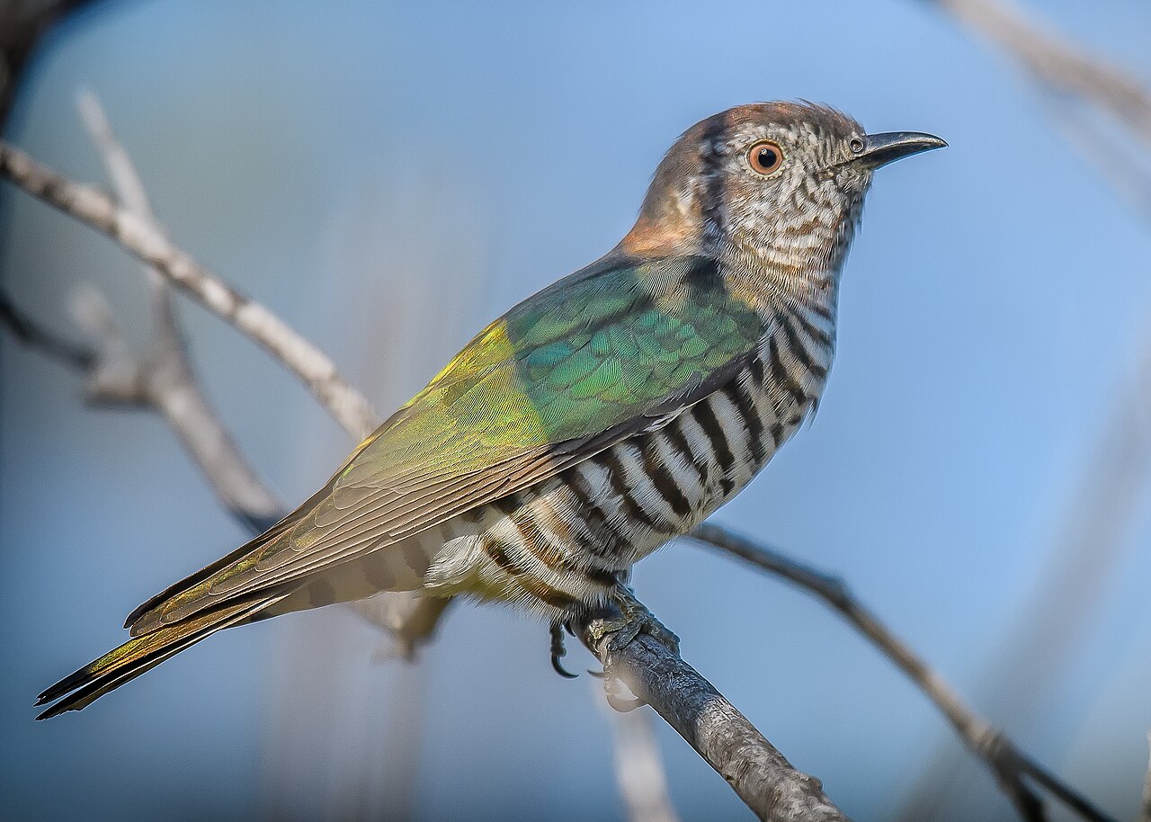 Gouden bronskoekoek (Chalcites lucidus)