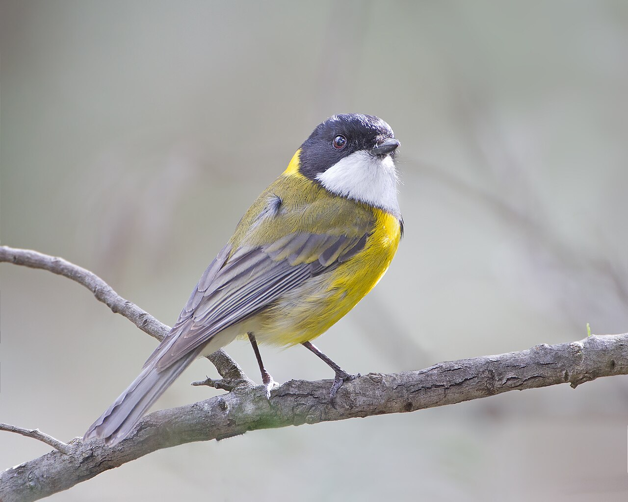 Silbador dorado (Pachycephala pectoralis)