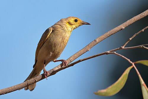 Gouden honingeter (Ptilotula flavescens)