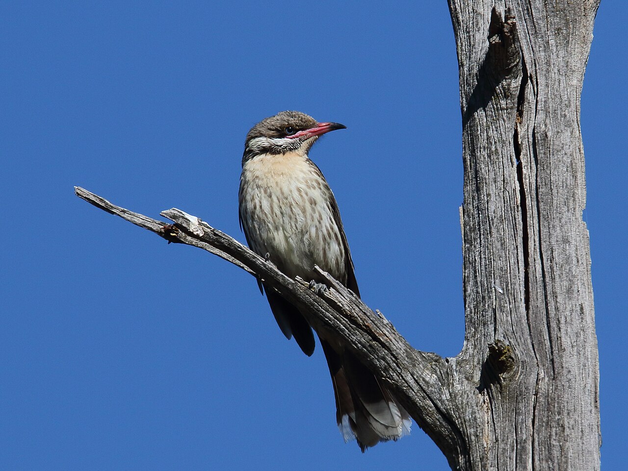 Spiny-cheeked Honeyeater (Acanthagenys rufogularis)