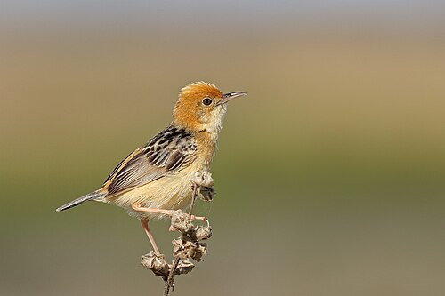 Goudkopgraszanger (Cisticola exilis)