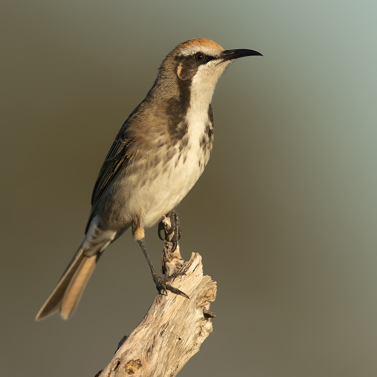 Tawny-crowned Honeyeater (Gliciphila melanops)