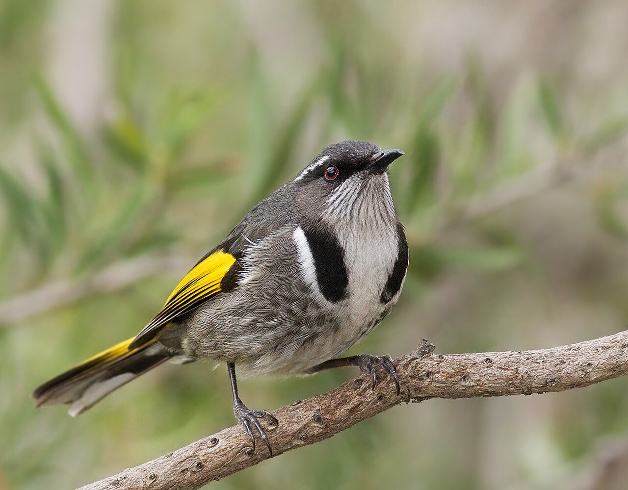 Goudvleugelhoningeter (Phylidonyris pyrrhopterus)