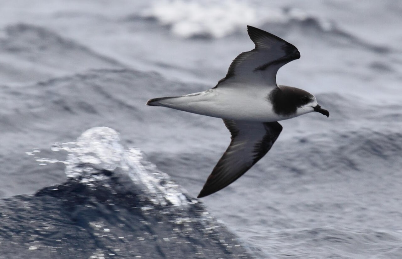 Gould's Petrel (Pterodroma leucoptera)