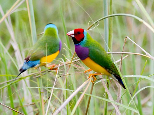 Gouldamadine (Chloebia gouldiae)