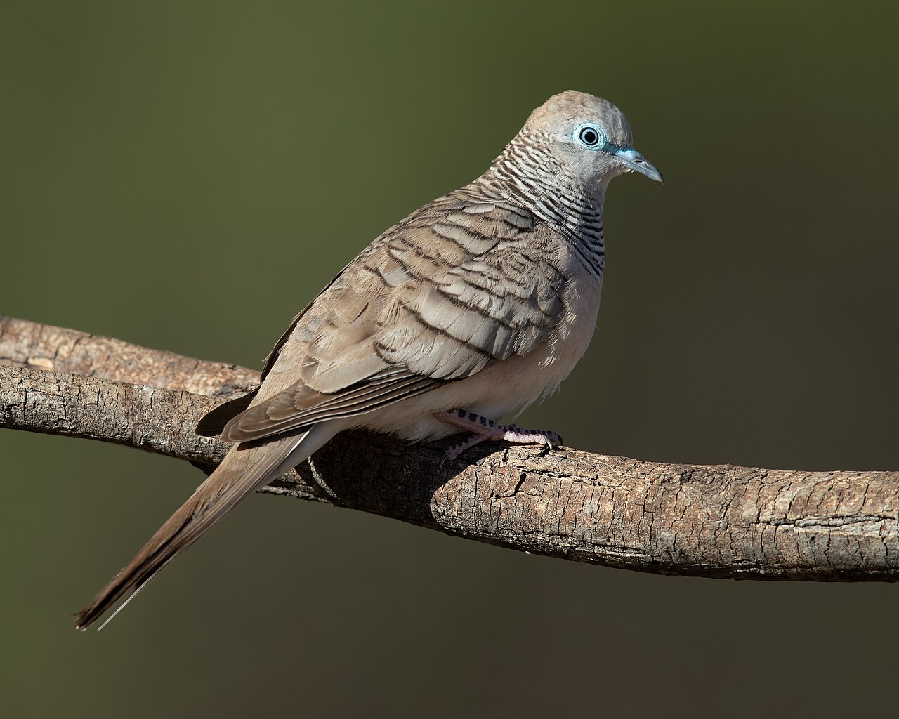 Tortolita plácida (Geopelia placida)