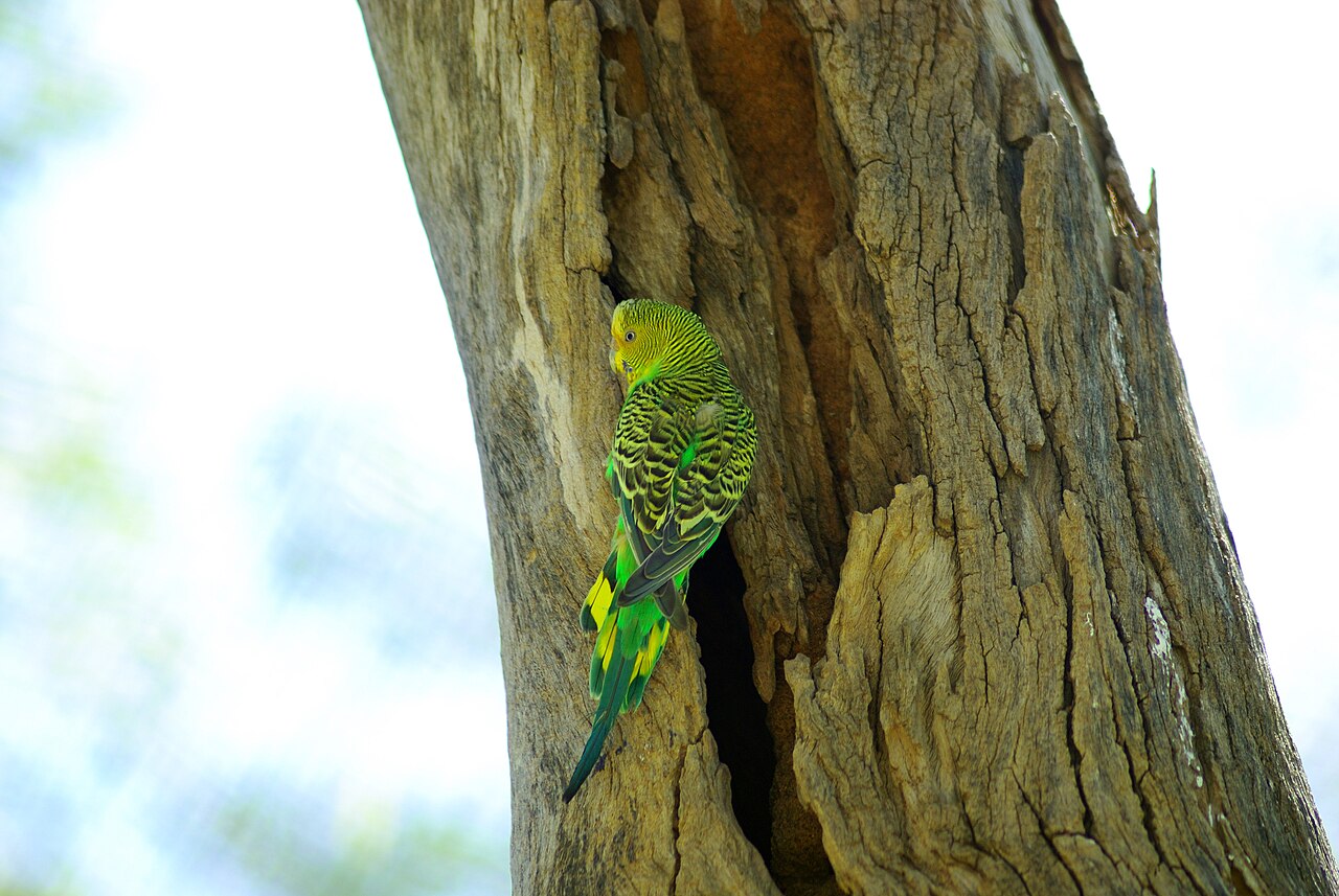 Grasparkiet (Melopsittacus undulatus)