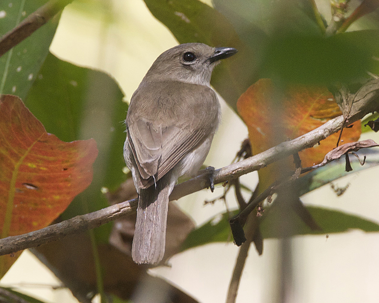 Grey Whistler (Pachycephala simplex)
