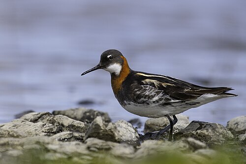 Grauwe franjepoot (Phalaropus lobatus)