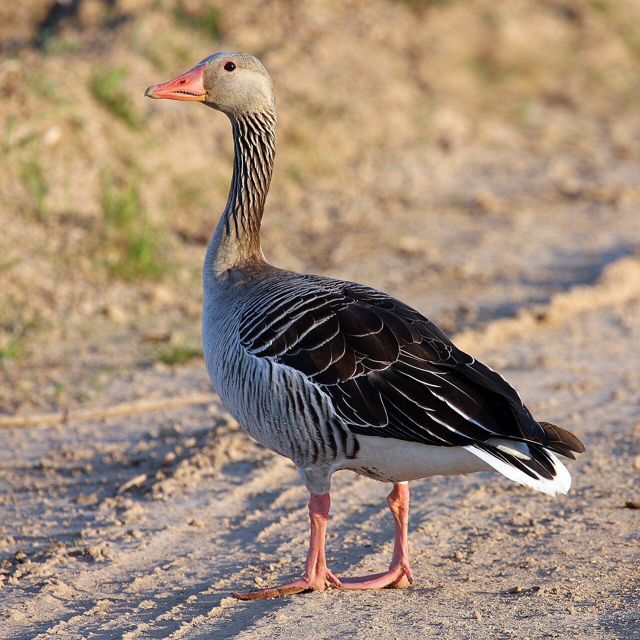 Grauwe gans (Anser anser)