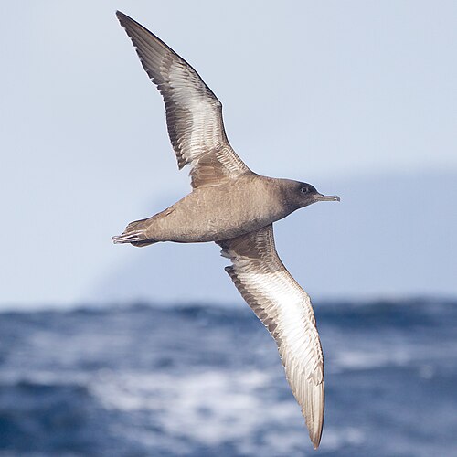 Grauwe pijlstormvogel (Ardenna grisea)