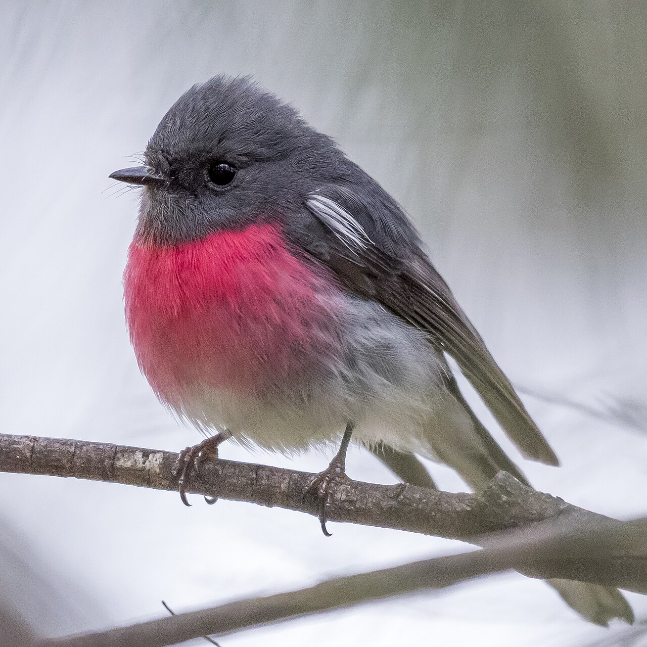 Rose Robin (Petroica rosea)