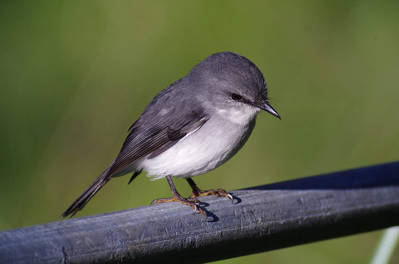 Grijs-witte vliegenvanger (Eopsaltria georgiana)