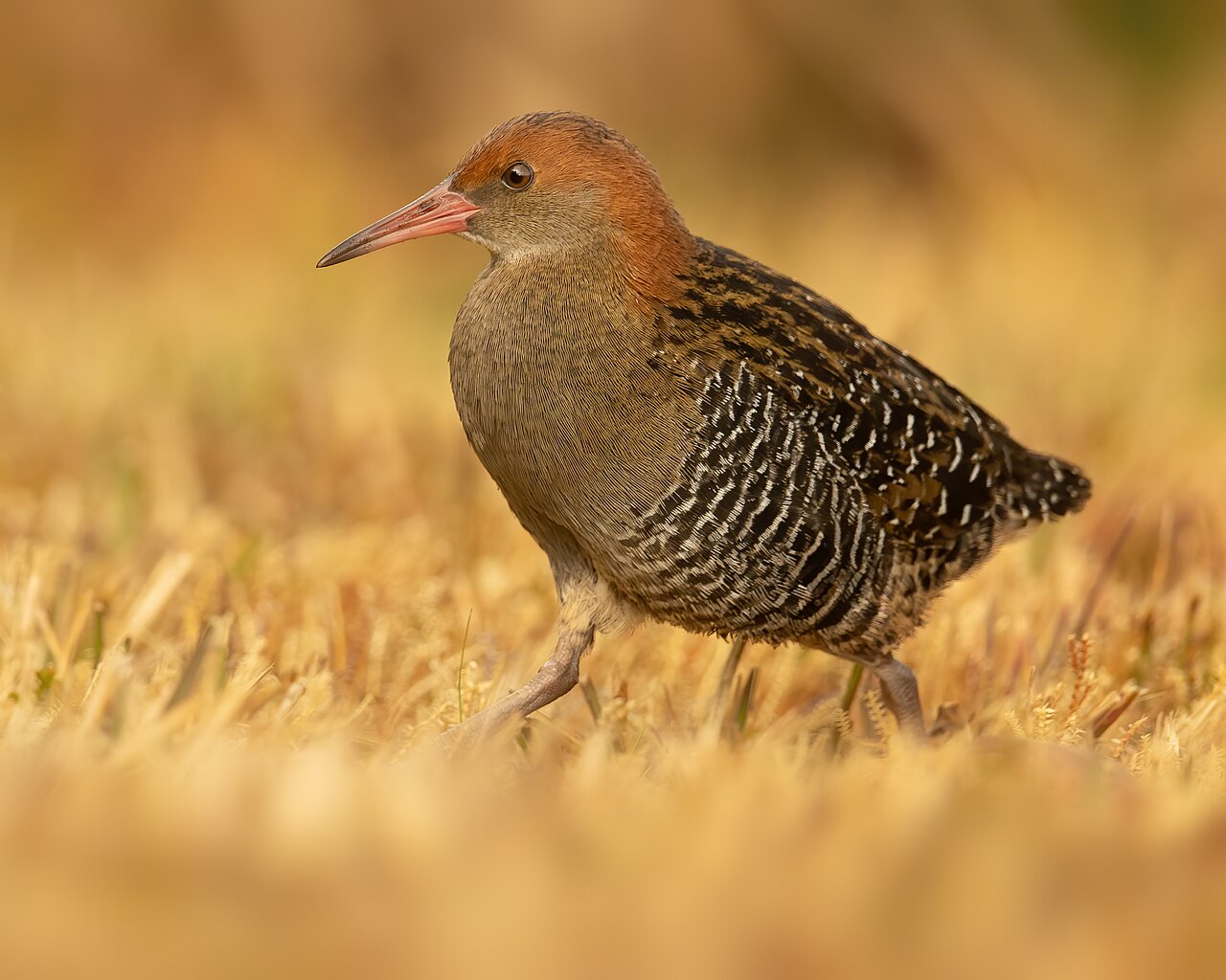 Grijsborstral (Lewinia pectoralis)