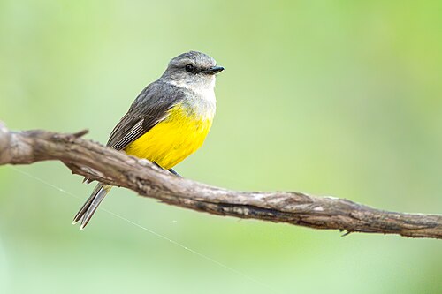 Grijsborstvliegenvanger (Eopsaltria griseogularis)