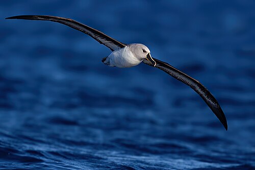 Grijskopalbatros (Thalassarche chrysostoma)