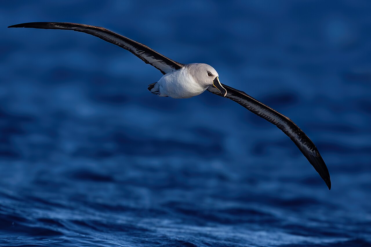 Grijskopalbatros (Thalassarche chrysostoma)
