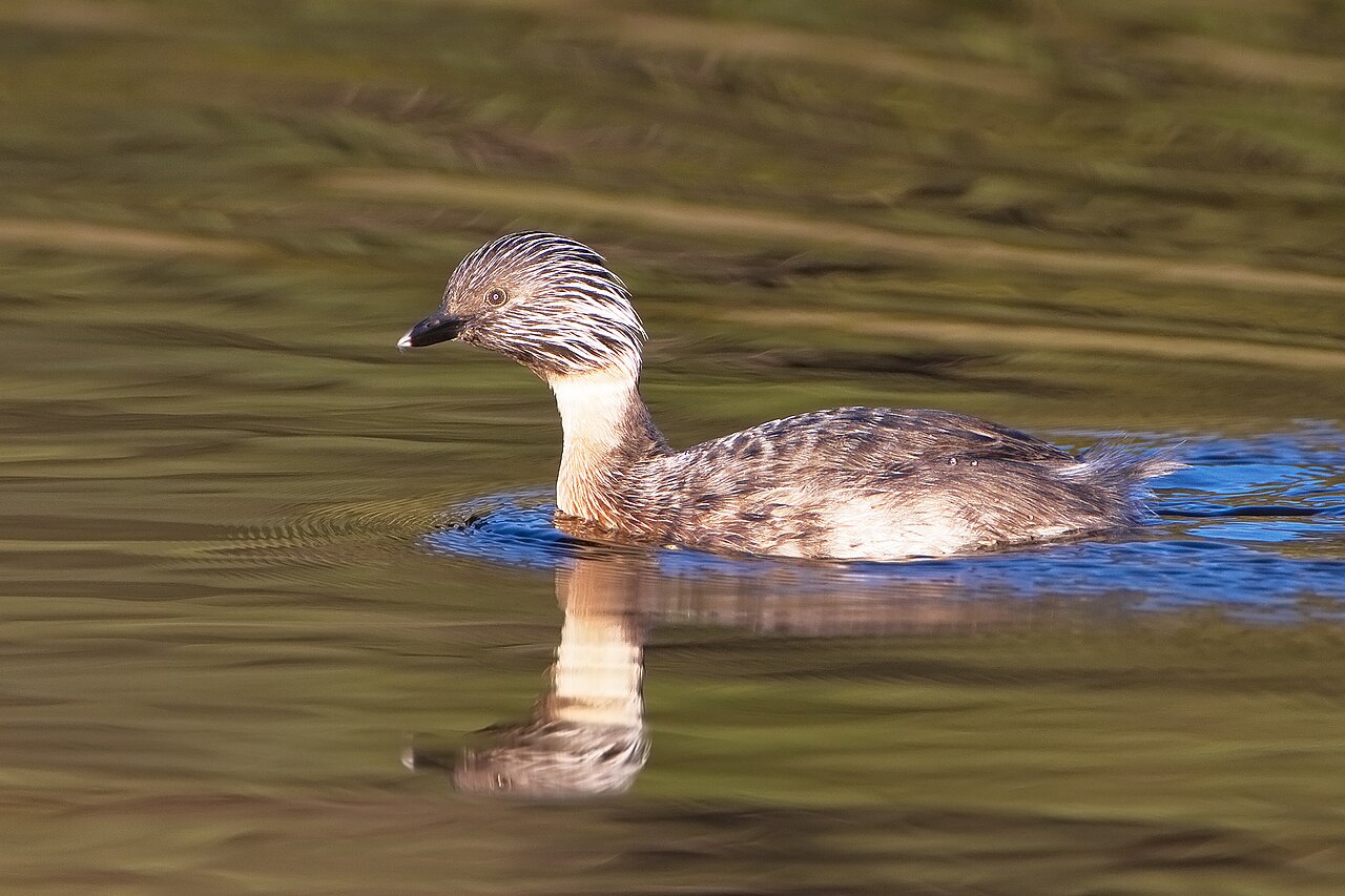 Zampullín canoso (Poliocephalus poliocephalus)
