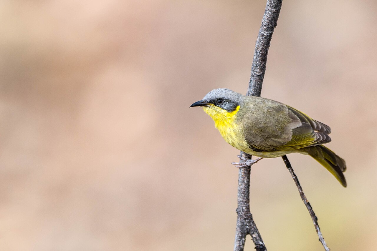 Grijskophoningeter (Ptilotula keartlandi)