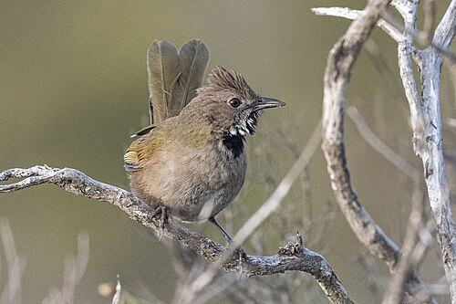 Grijskopzwiepfluiter (Psophodes nigrogularis)