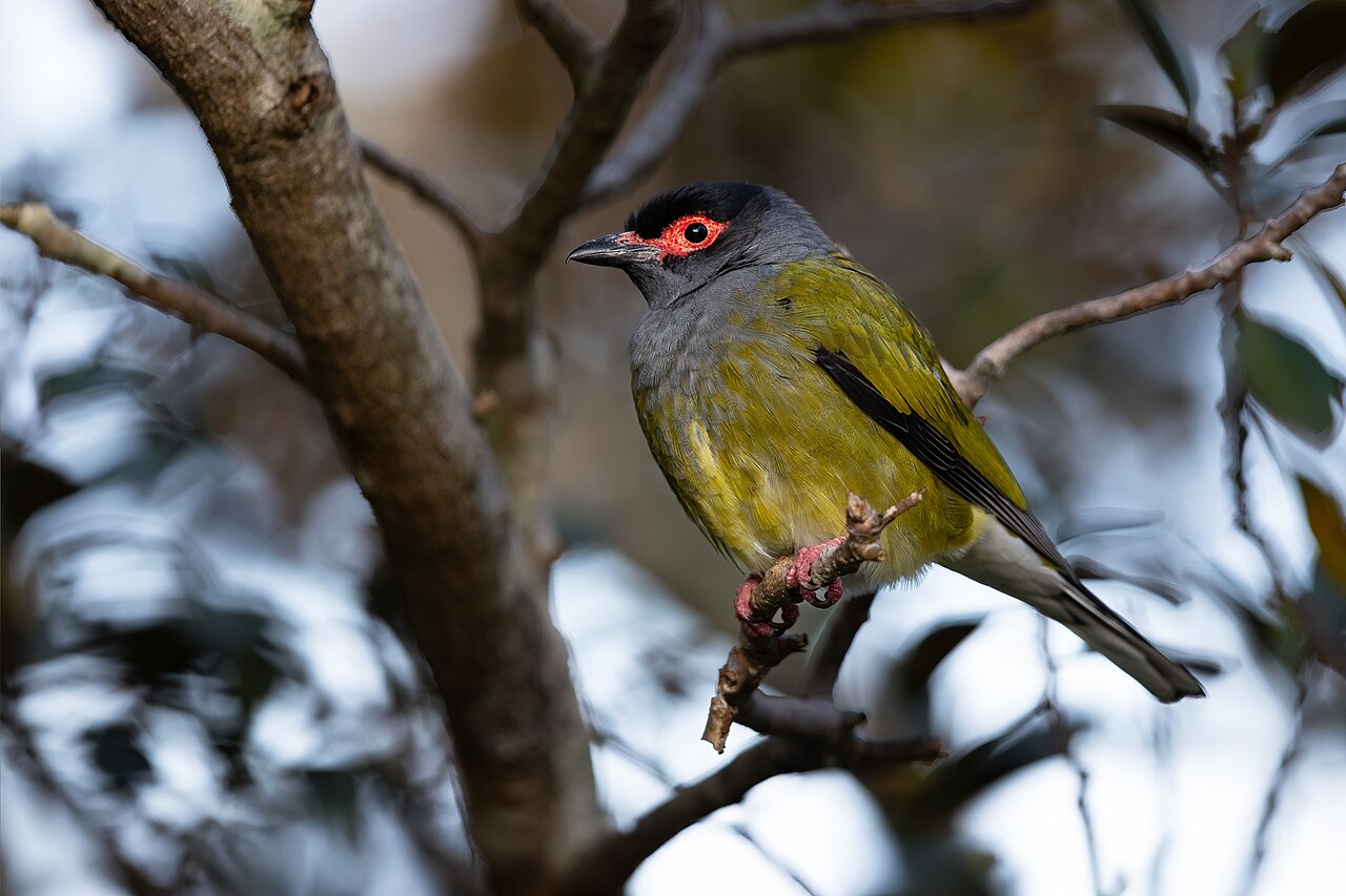 Australasian Figbird (Sphecotheres vieilloti)