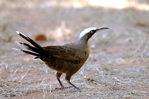 Grijskruinbabbelaar (Pomatostomus temporalis)