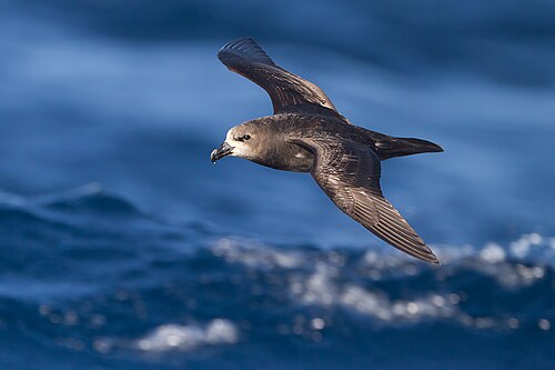 Grijsmaskerstormvogel (Pterodroma gouldi)