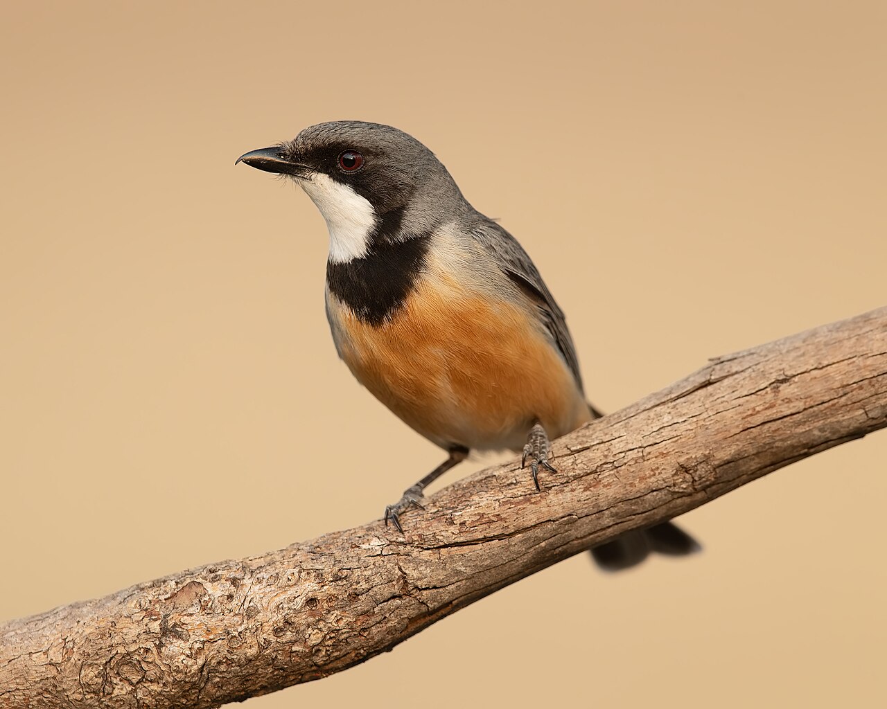 Grijsrugfluiter (Pachycephala rufiventris)