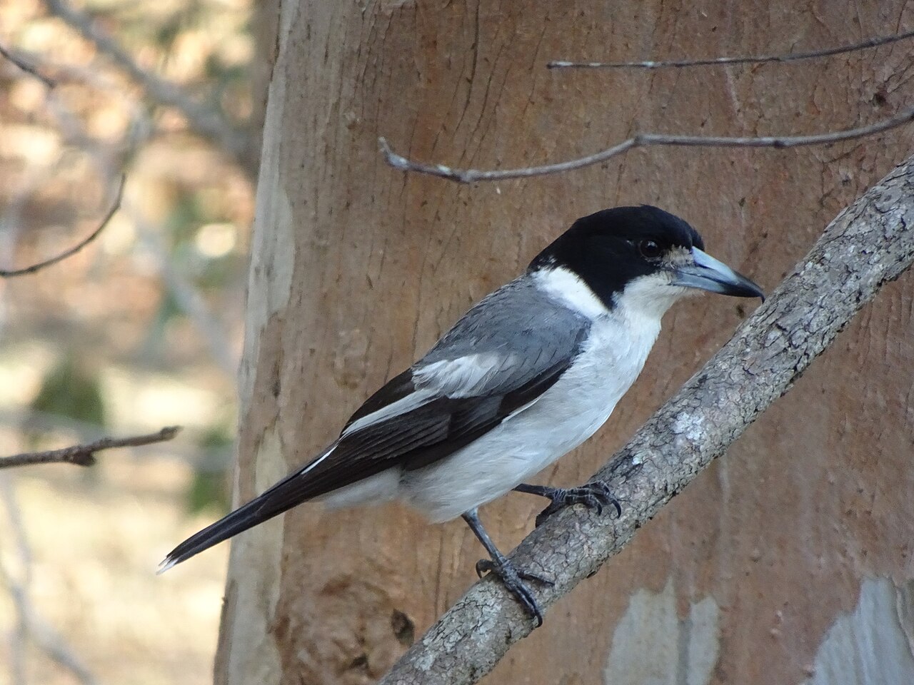 Grijsrugorgelvogel (Cracticus torquatus)
