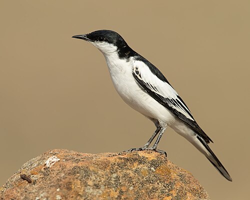 Grijsstuittriller (Lalage tricolor)