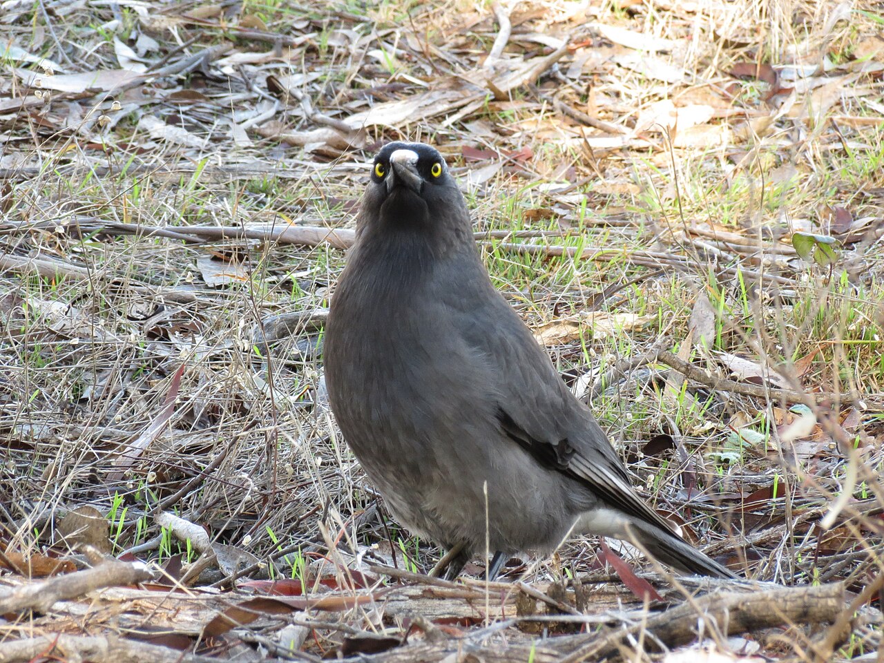Grey Currawong (Strepera versicolor)