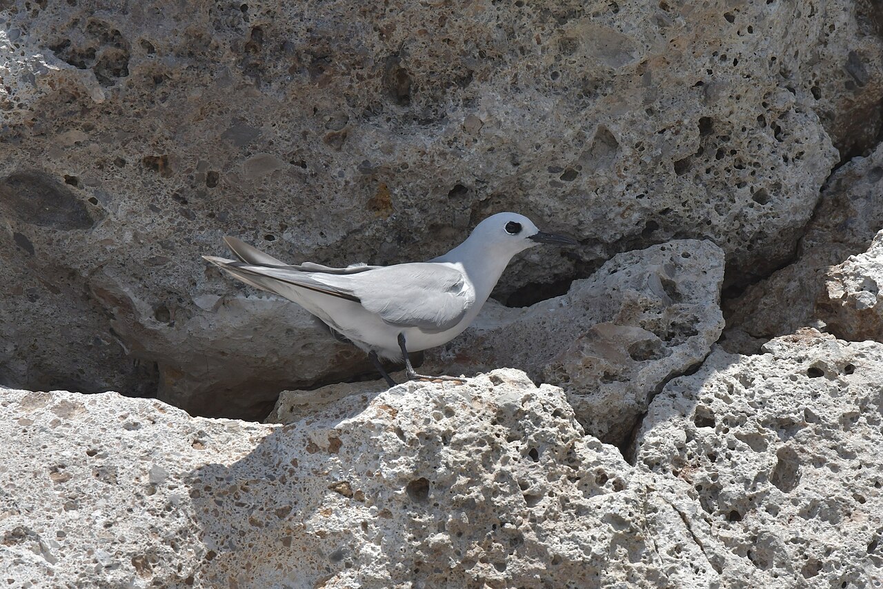 Tiñosa gris (Anous albivitta)
