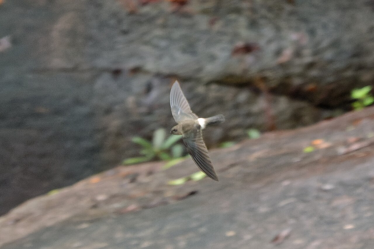 Grijze salangaan (Aerodramus terraereginae)