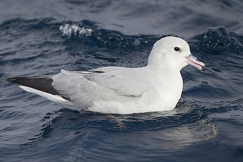 Grijze stormvogel (Fulmarus glacialoides)