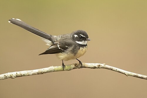 Grijze waaierstaart (Rhipidura albiscapa)