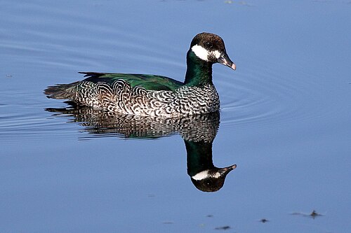 Groene dwergeend (Nettapus pulchellus)