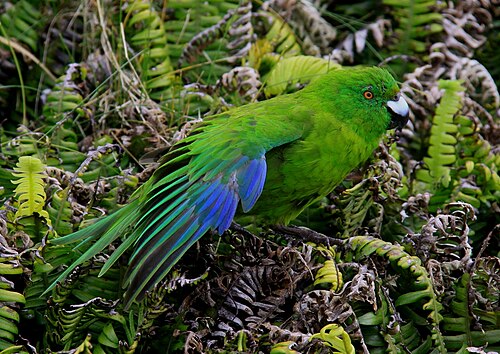 Groene kakariki (Cyanoramphus unicolor)