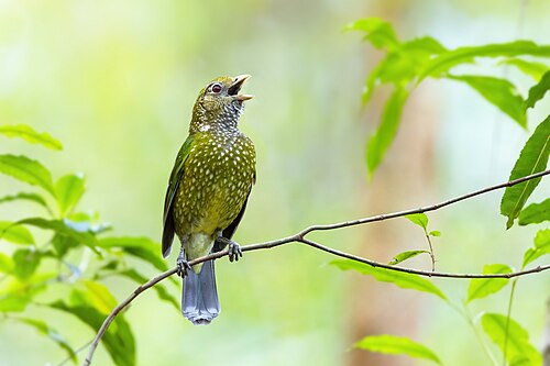 Groene katvogel (Ailuroedus crassirostris)