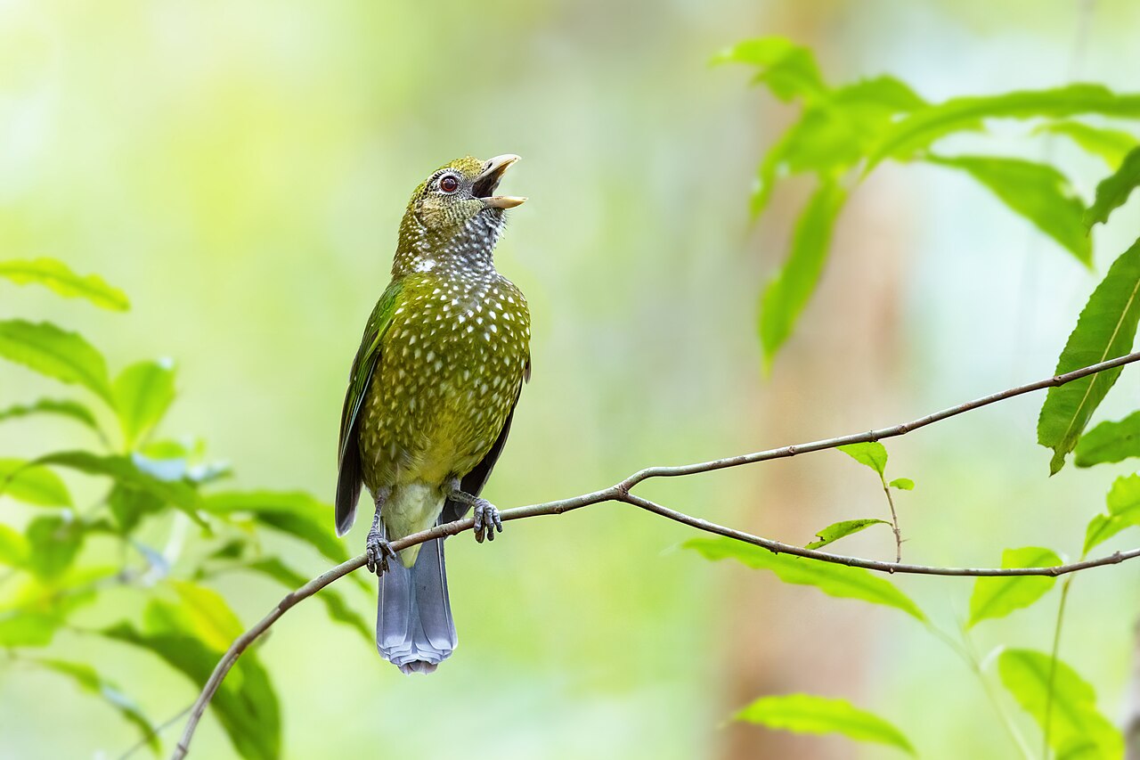 Groene katvogel (Ailuroedus crassirostris)